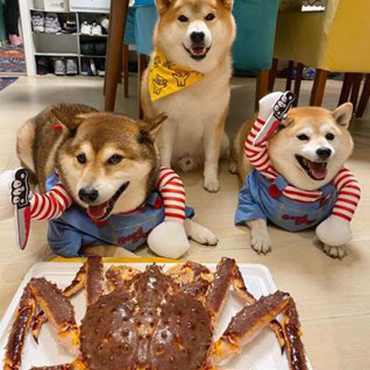 Funny Dog/Cat Halloween Costume – Pet Apparel with Knife Prop, Transforming Outfit for Small to XL pets